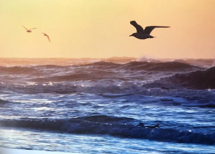 Beach Bungalow Hellevoetsluis * 海勒武特斯莱斯